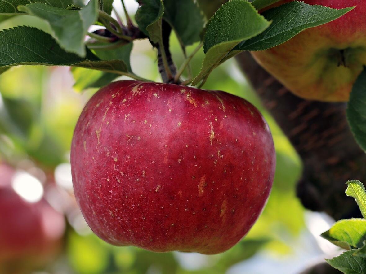 apple-2788616_1920