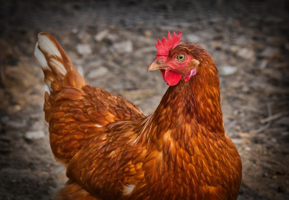 chicken-3727097_1920