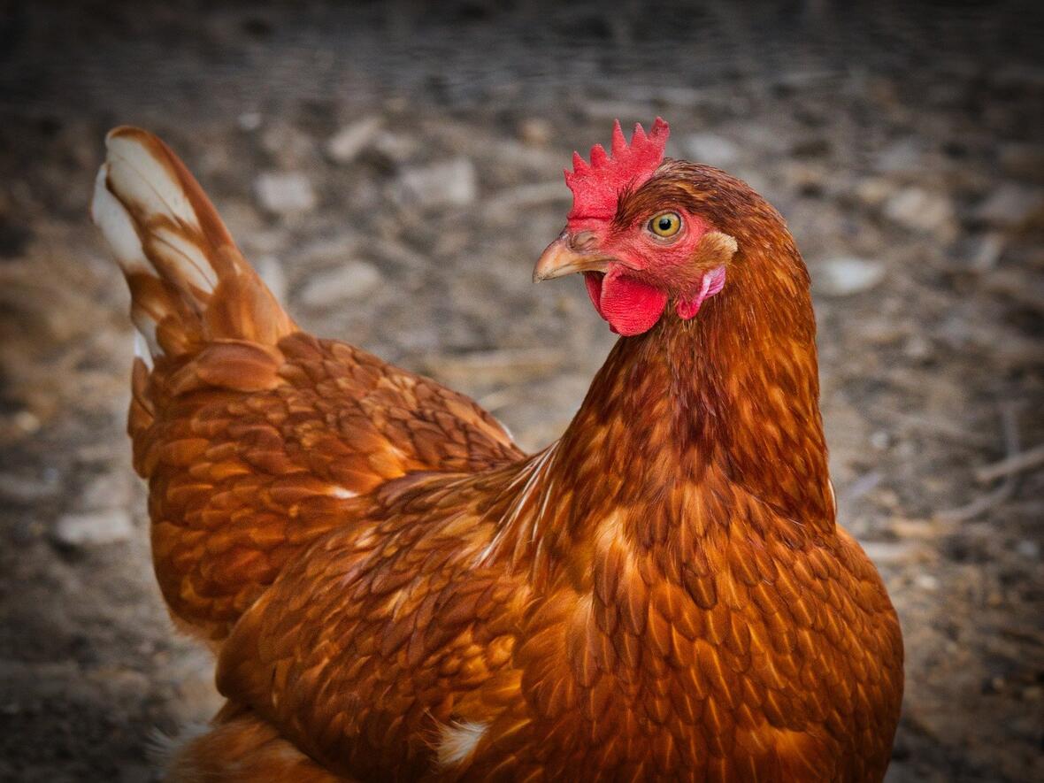chicken-3727097_1920